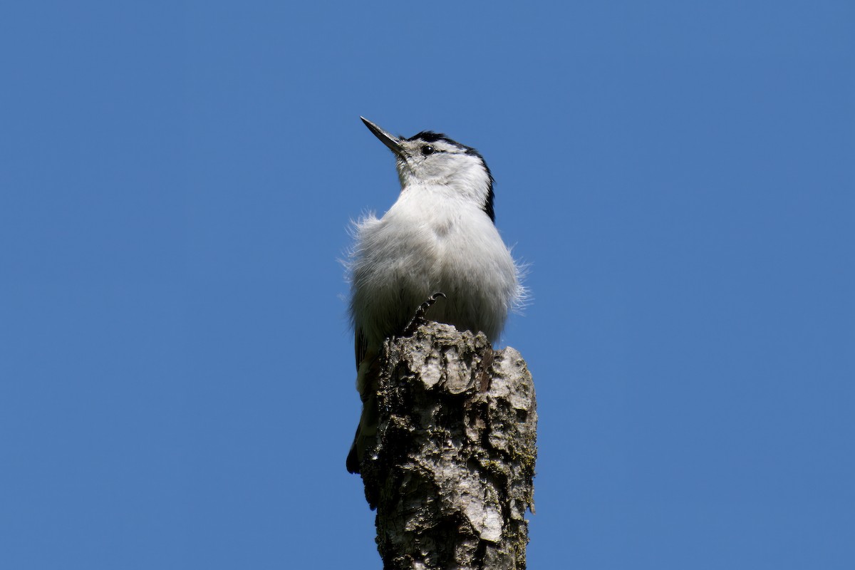 White-breasted Nuthatch - Paco Luengo