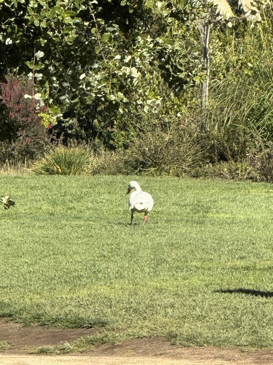 Coscoroba Swan - Aaron David