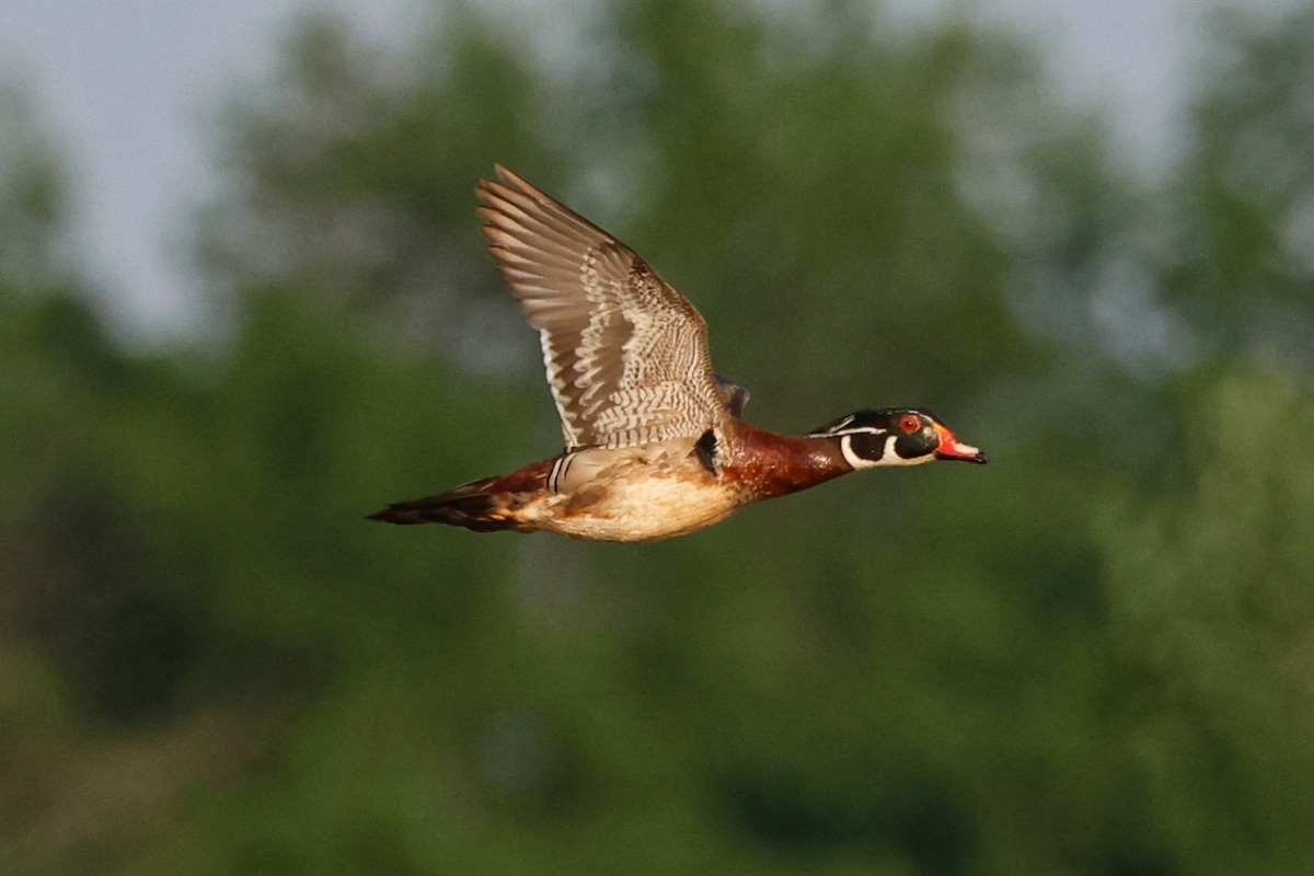 Wood Duck - Denis Tétreault