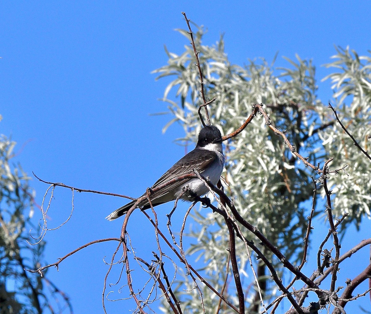 Eastern Kingbird - Norman Eshoo