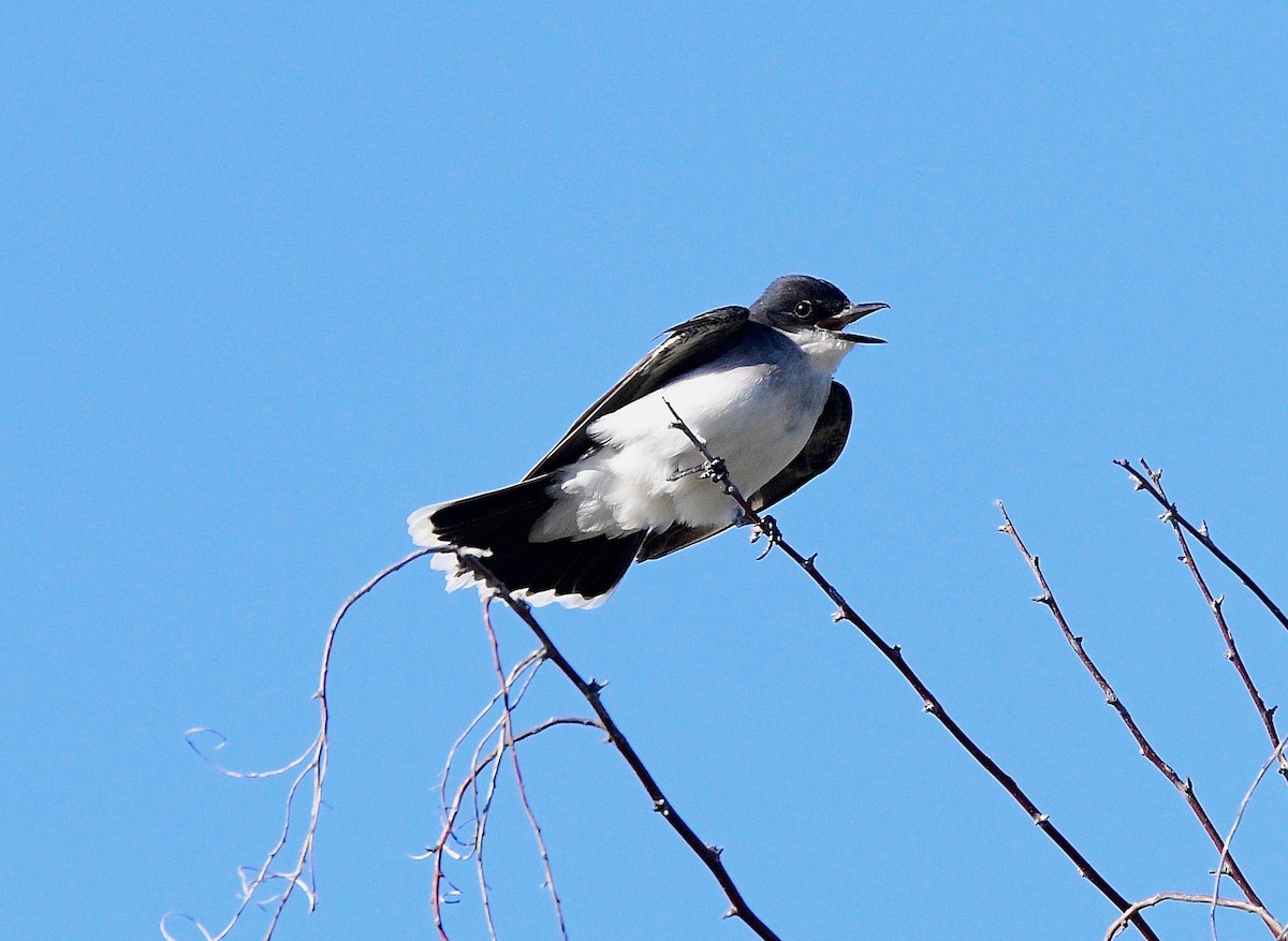 Eastern Kingbird - Norman Eshoo