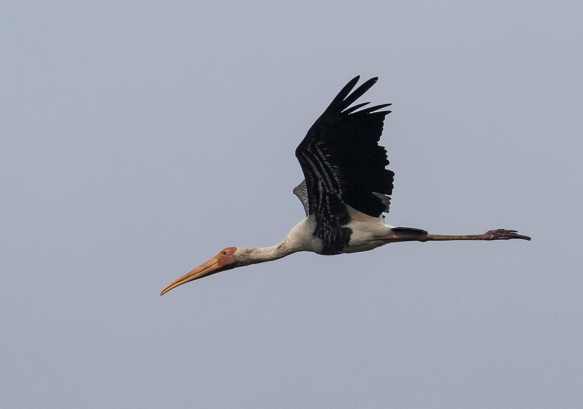 Painted Stork - John le Rond