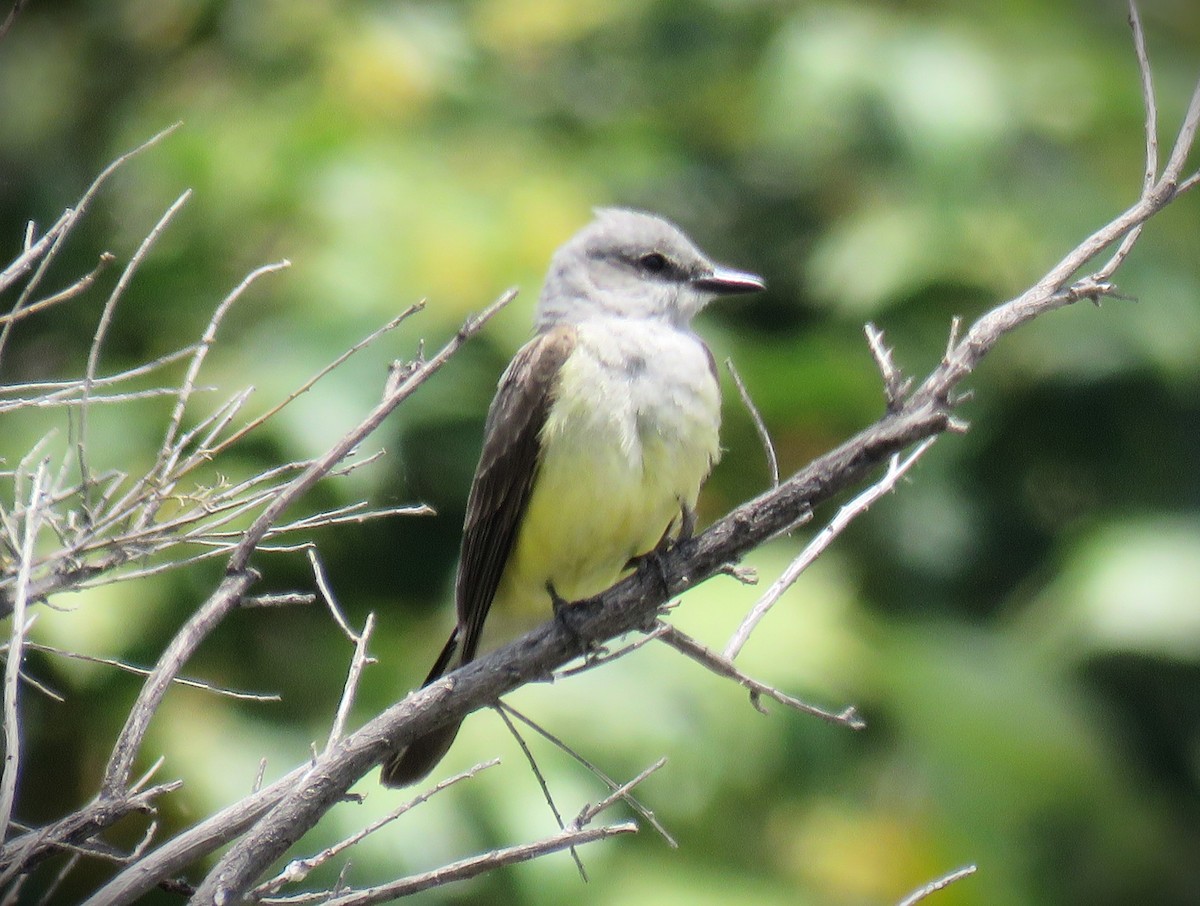 Western Kingbird - ML619470029