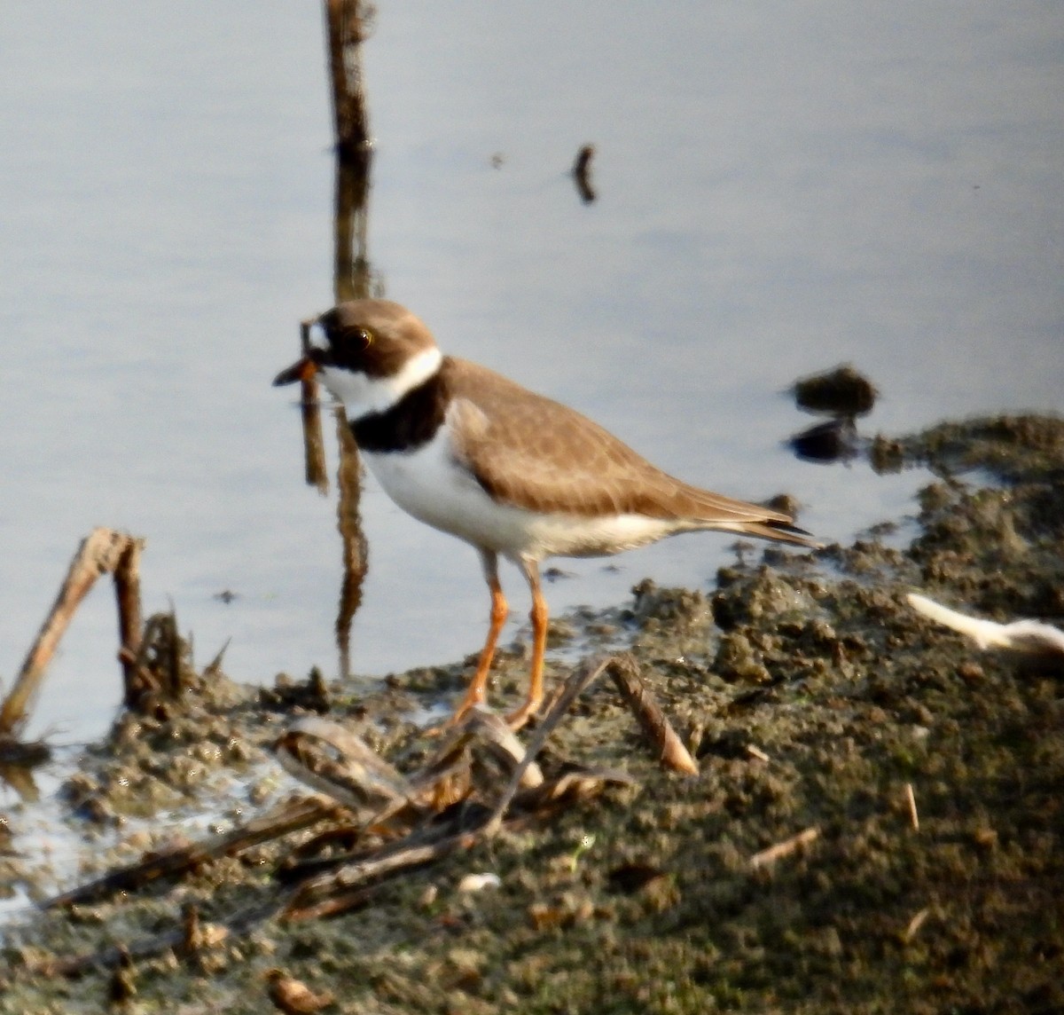 Semipalmated Plover - ML619470034