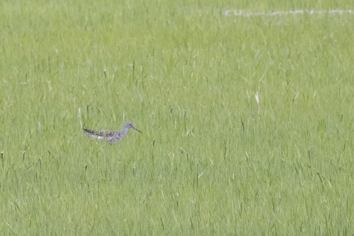 Greater Yellowlegs - Sarah Sharp