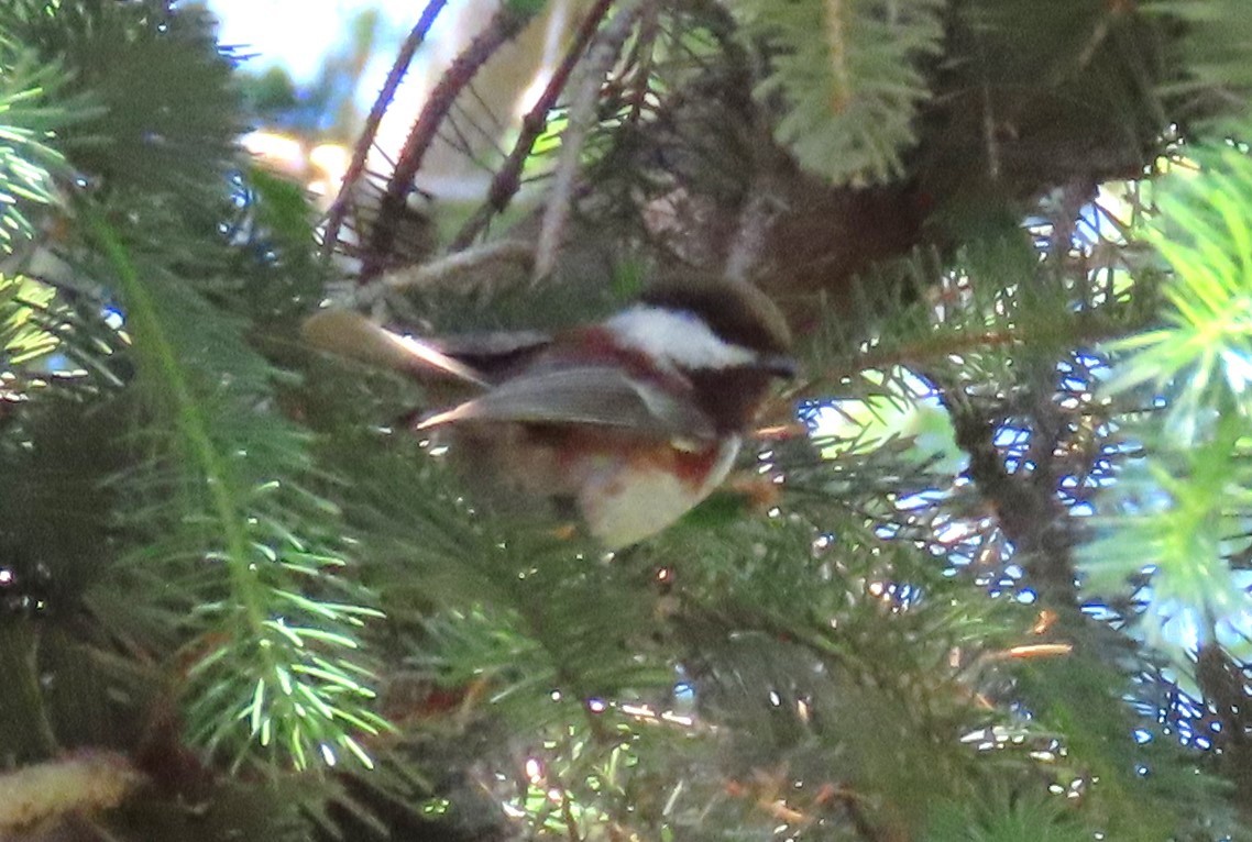 Chestnut-backed Chickadee - Heidi George