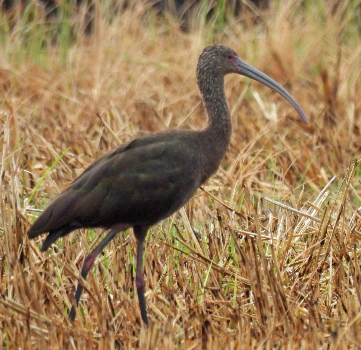 ibis americký - ML619470052