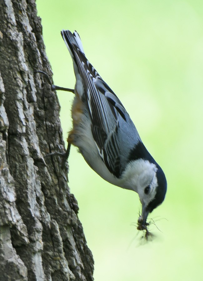 White-breasted Nuthatch - Denny Granstrand