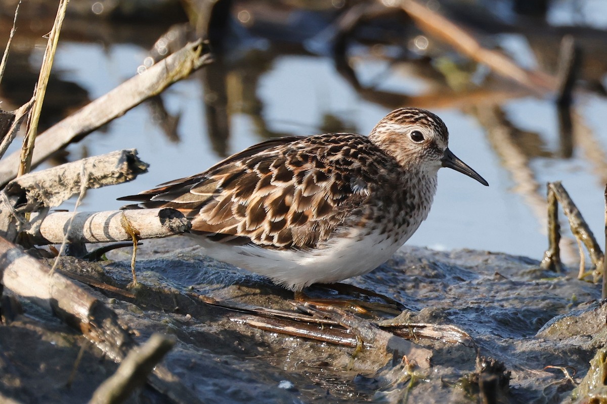 Least Sandpiper - Denis Tétreault