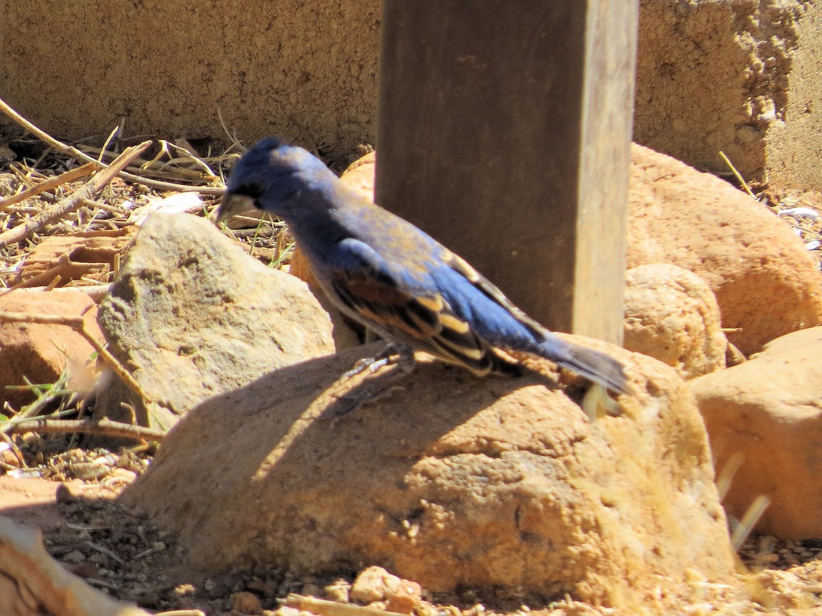 Blue Grosbeak - Susan Patla