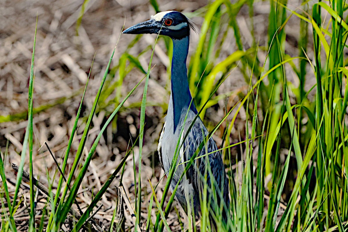 Yellow-crowned Night Heron - James Bourne