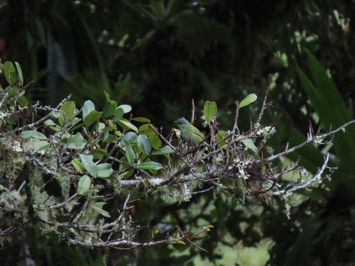 Black-capped Tanager - Cristian Cufiño