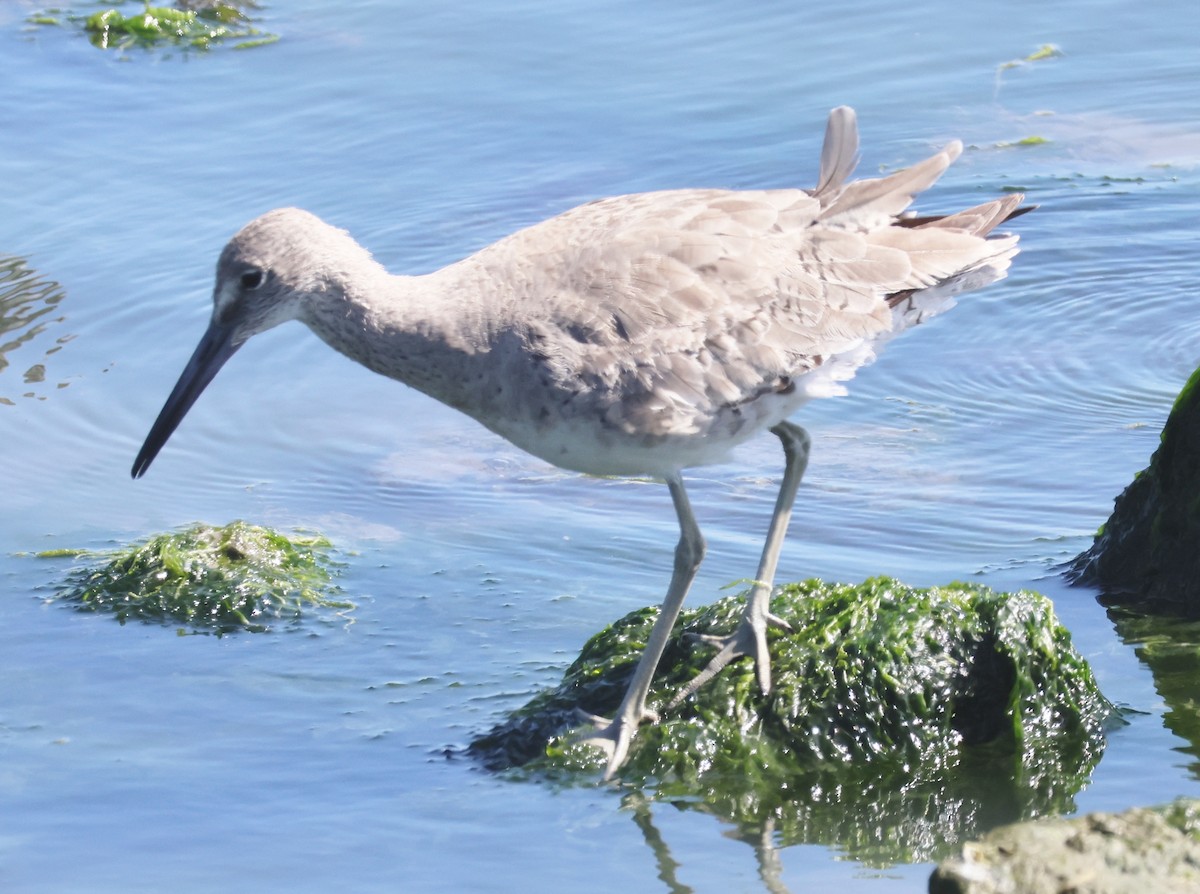 Willet - Jim Parker