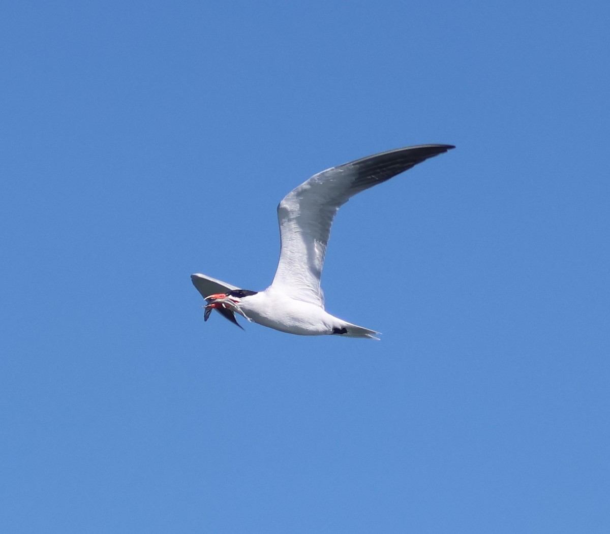 Caspian Tern - Jim Parker