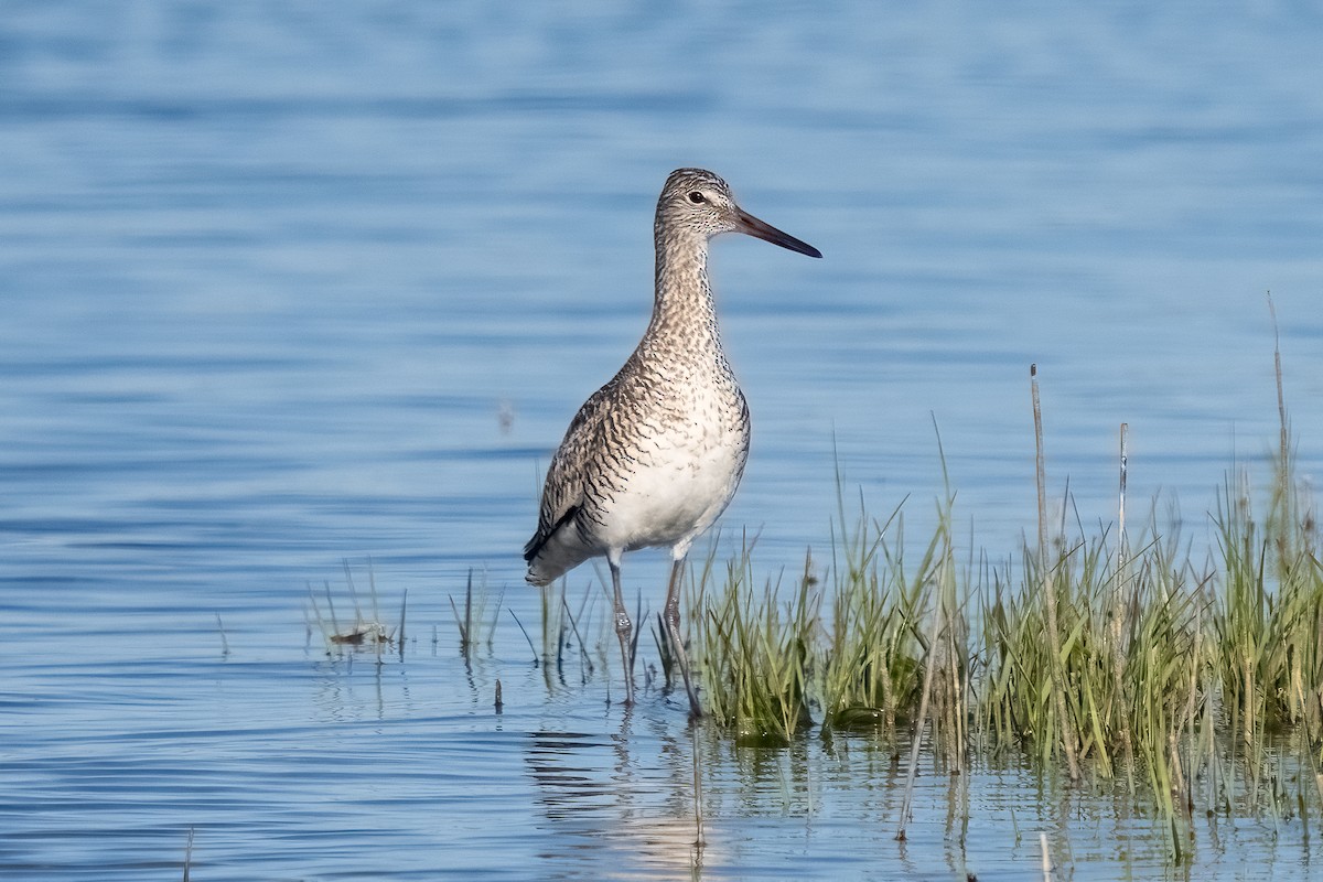 Willet - Shori Velles