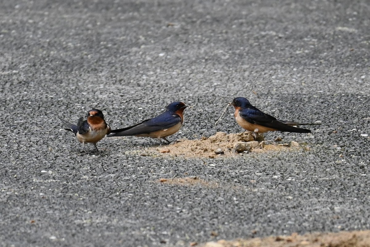 Barn Swallow - ML619470096