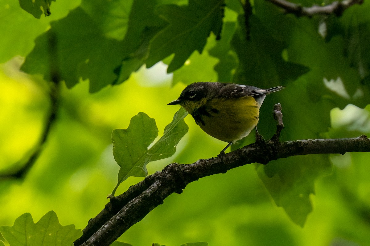 Magnolia Warbler - Joshua Kautz