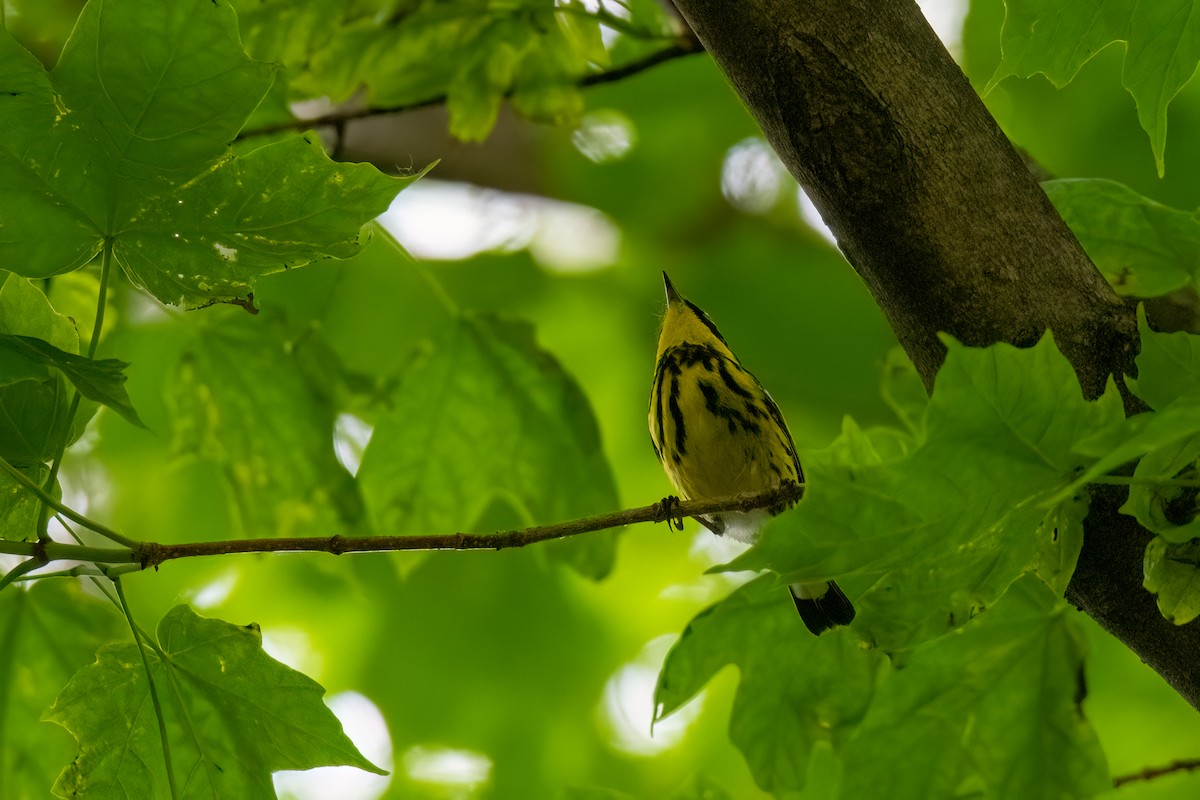 Magnolia Warbler - Joshua Kautz