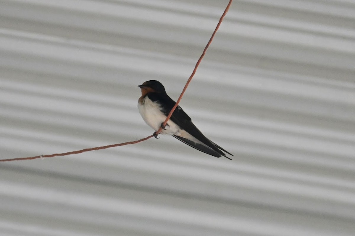 Golondrina Común - ML619470102