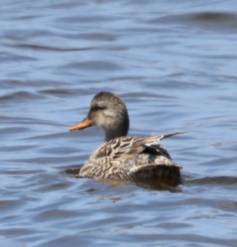 American Black Duck - ML619470106