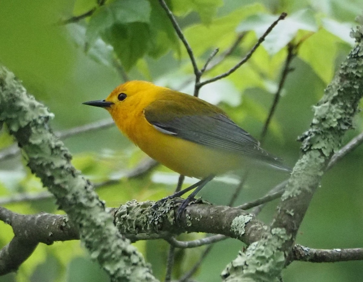 Prothonotary Warbler - Dick Cartwright