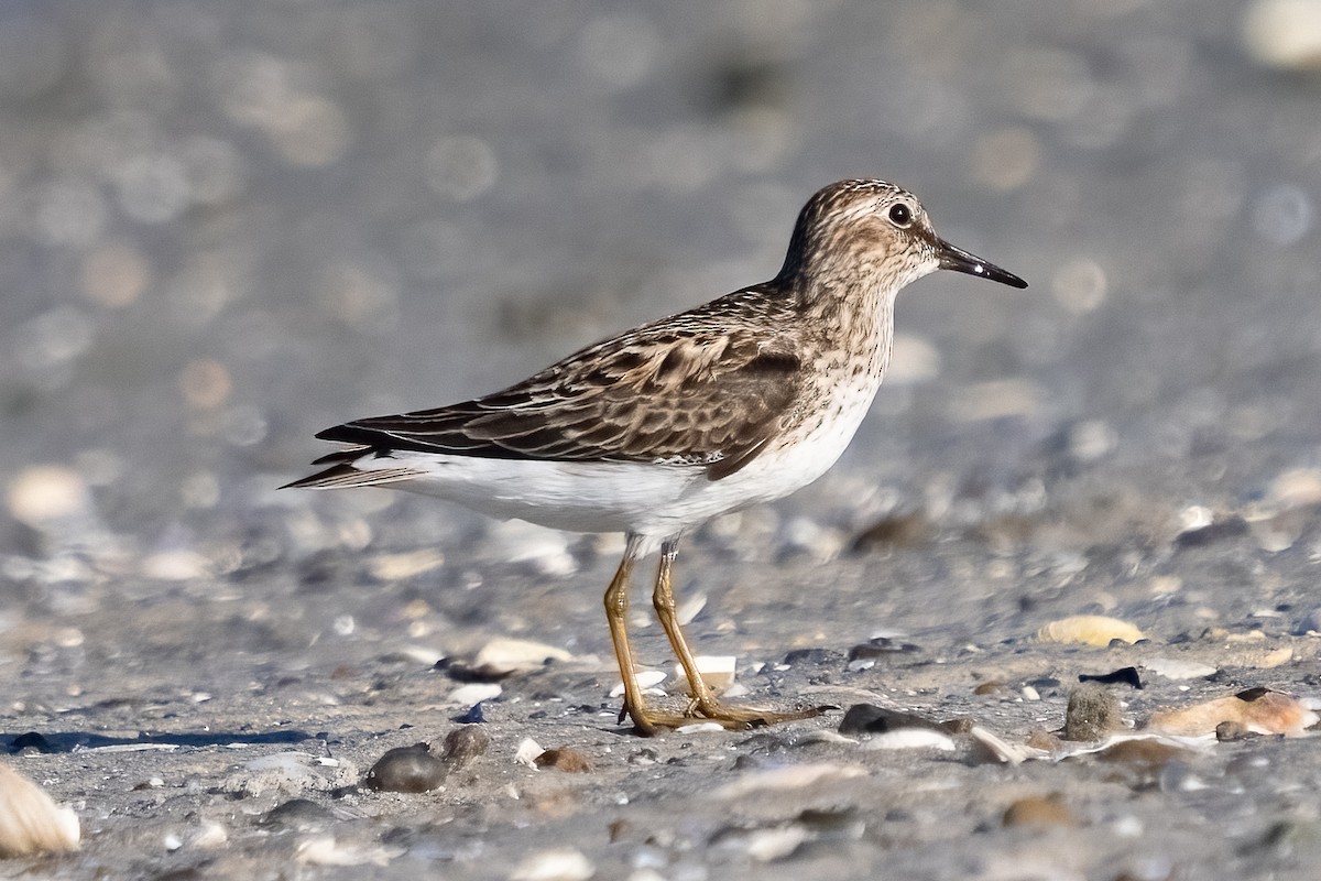 Least Sandpiper - Shori Velles