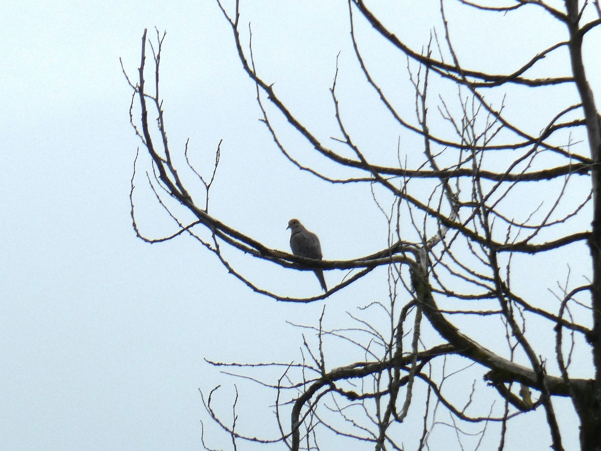 Mourning Dove - Larry Cowan