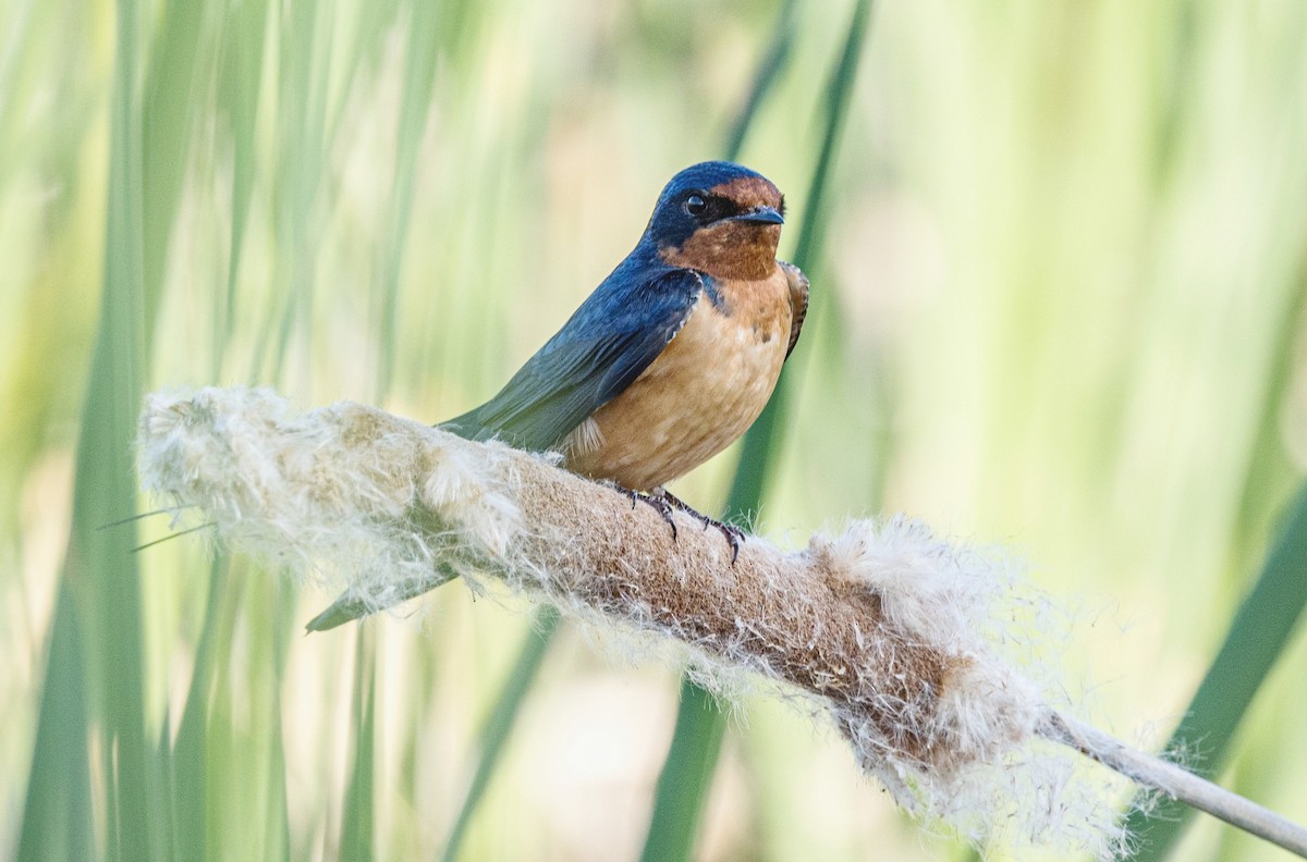 Northern Rough-winged Swallow - Robert Bochenek