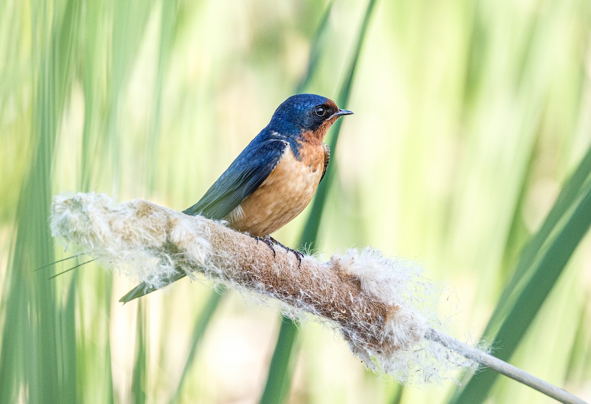 Northern Rough-winged Swallow - Robert Bochenek