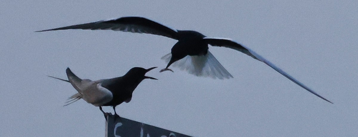 White-winged Tern - Denis Tétreault