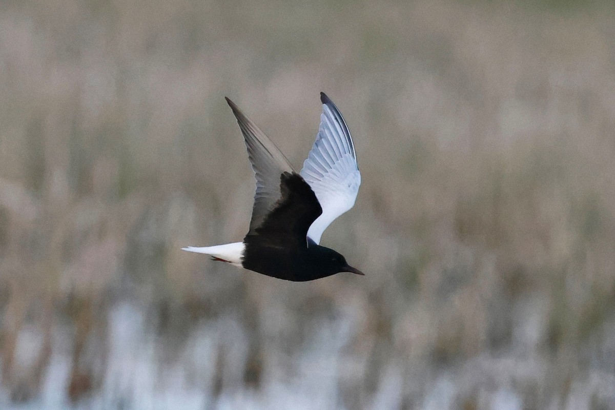 White-winged Tern - Denis Tétreault