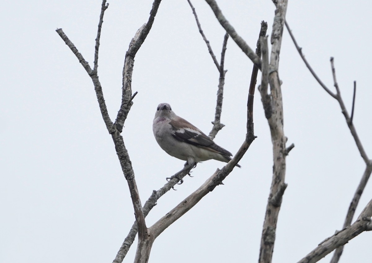 Daurian Starling - ML619470130