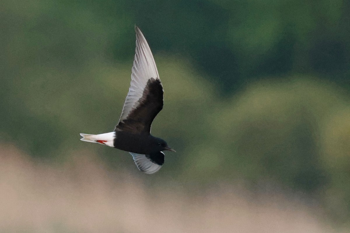 White-winged Tern - Denis Tétreault