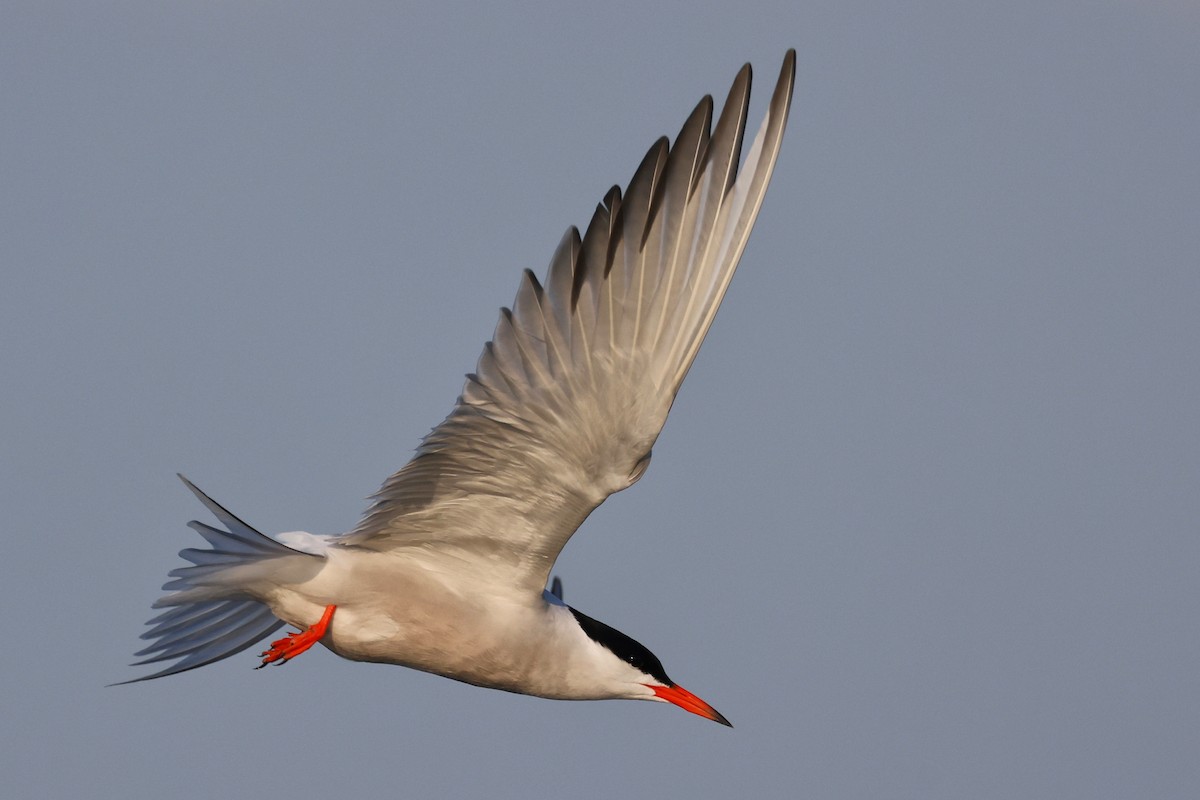 Common Tern - Denis Tétreault