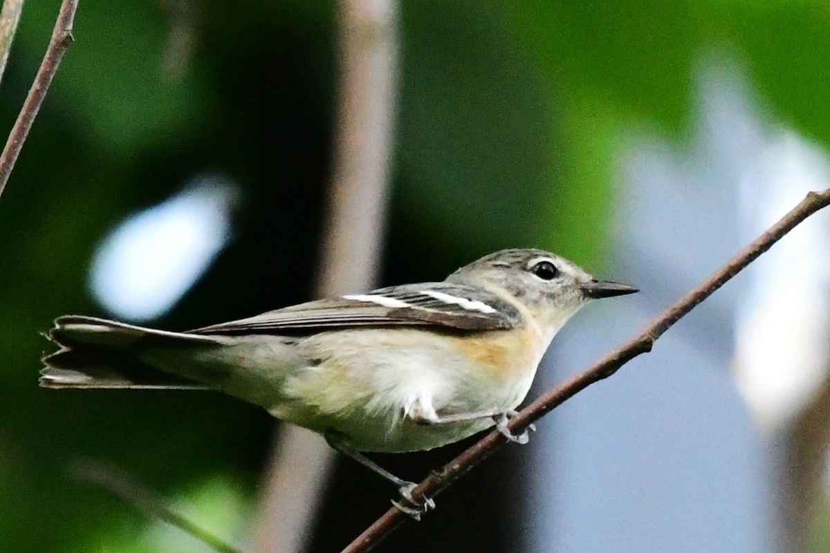 Bay-breasted Warbler - Winston Poon