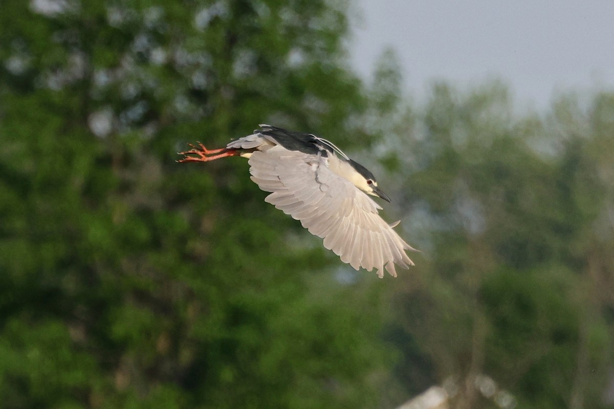 Black-crowned Night Heron - Denis Tétreault