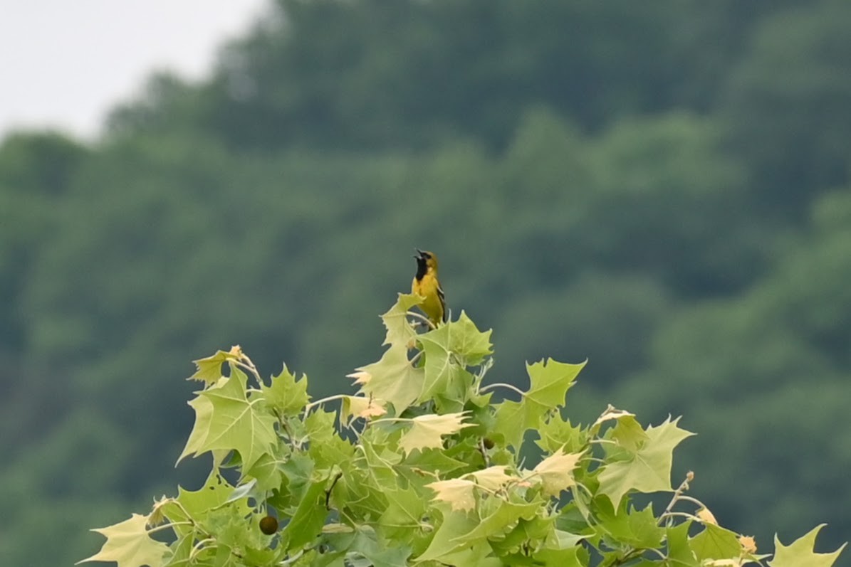 Orchard Oriole - Skylar Carson-Reynolds