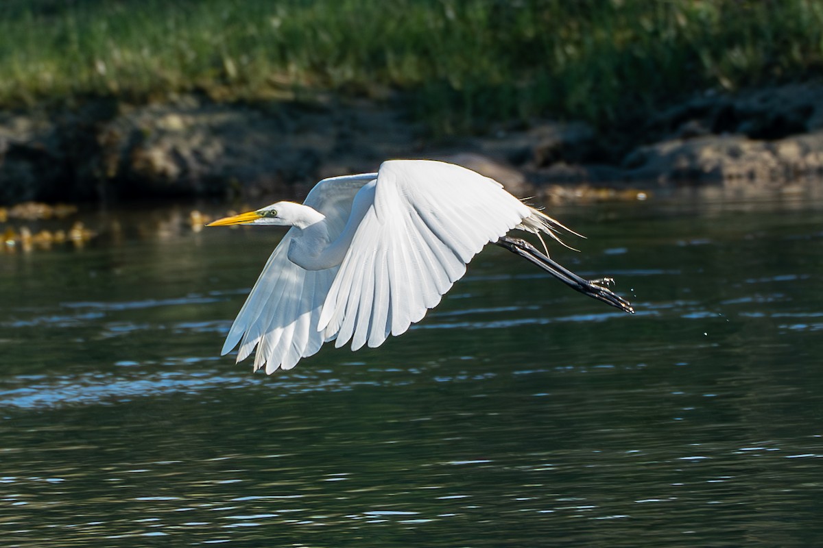 Great Egret - Shori Velles