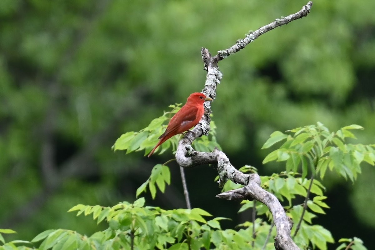 Summer Tanager - Skylar Carson-Reynolds