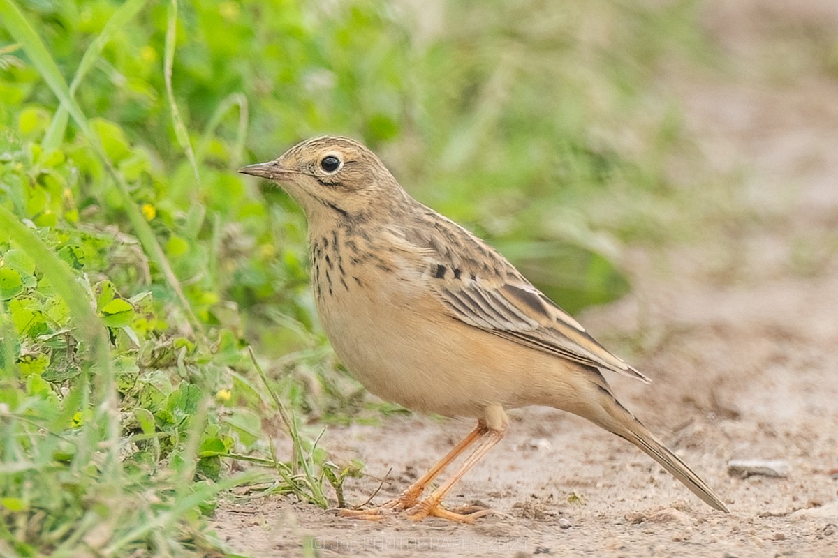 Blyth's Pipit - ML619470157