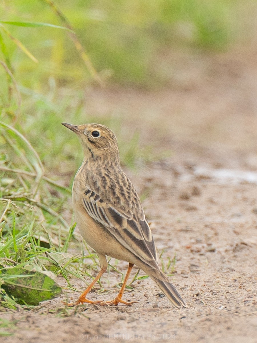 Blyth's Pipit - ML619470161