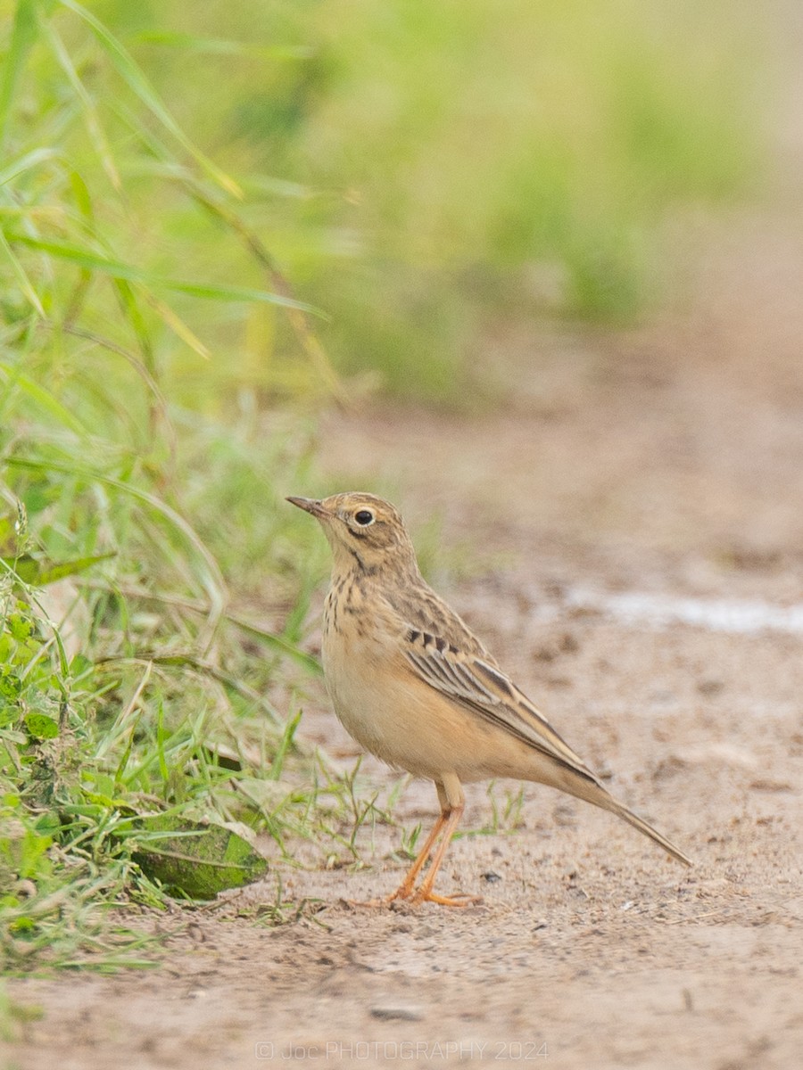 Blyth's Pipit - ML619470162