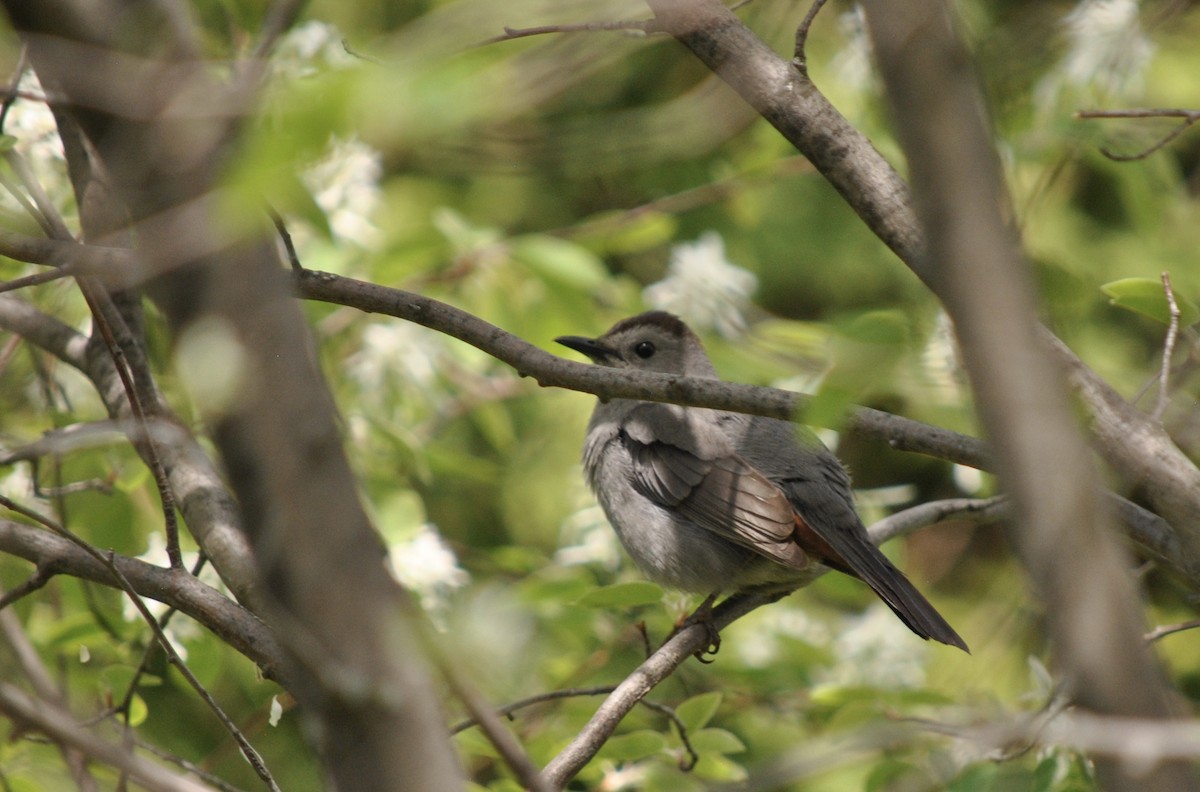 Gray Catbird - Denis Fournier