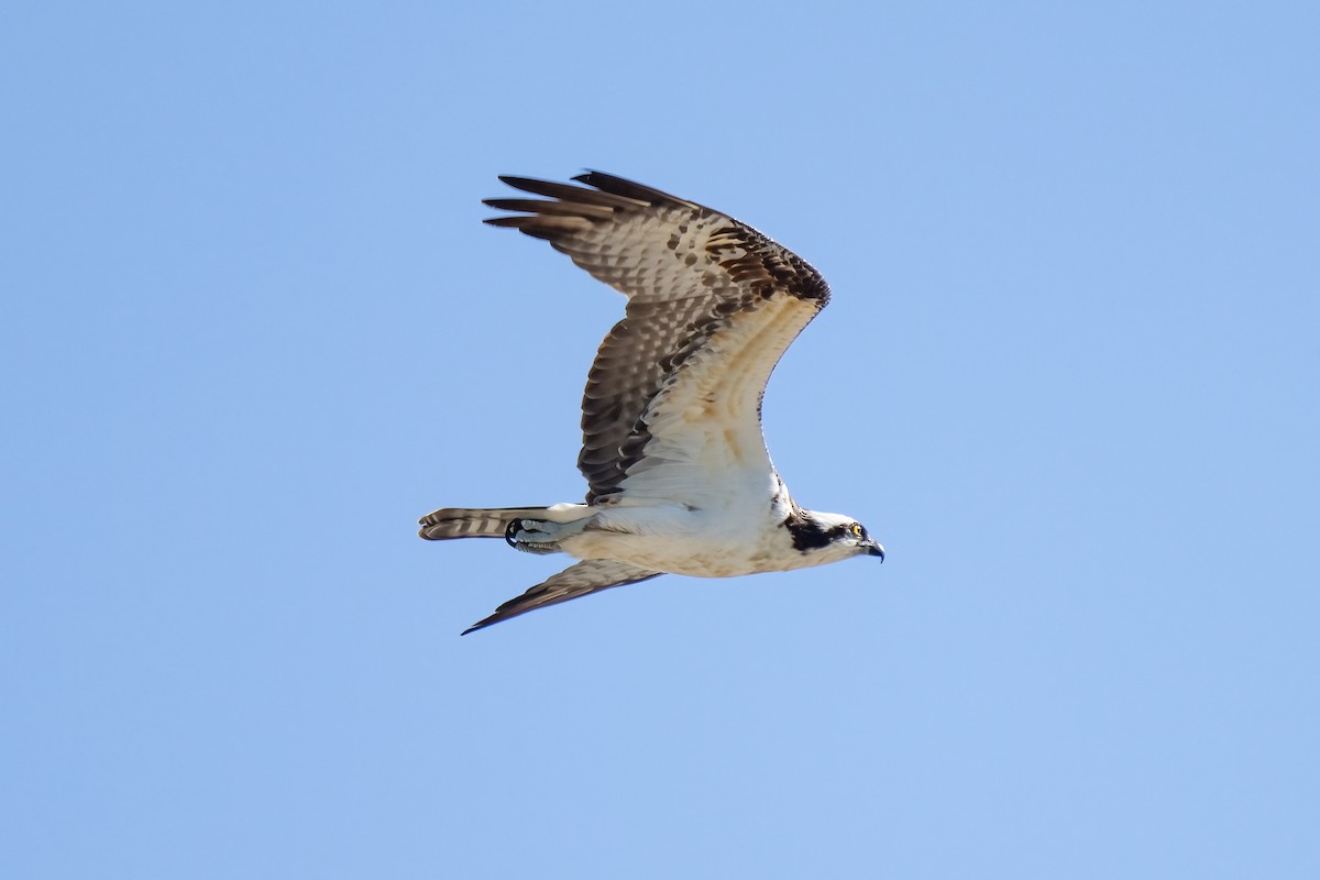 Osprey - Shori Velles