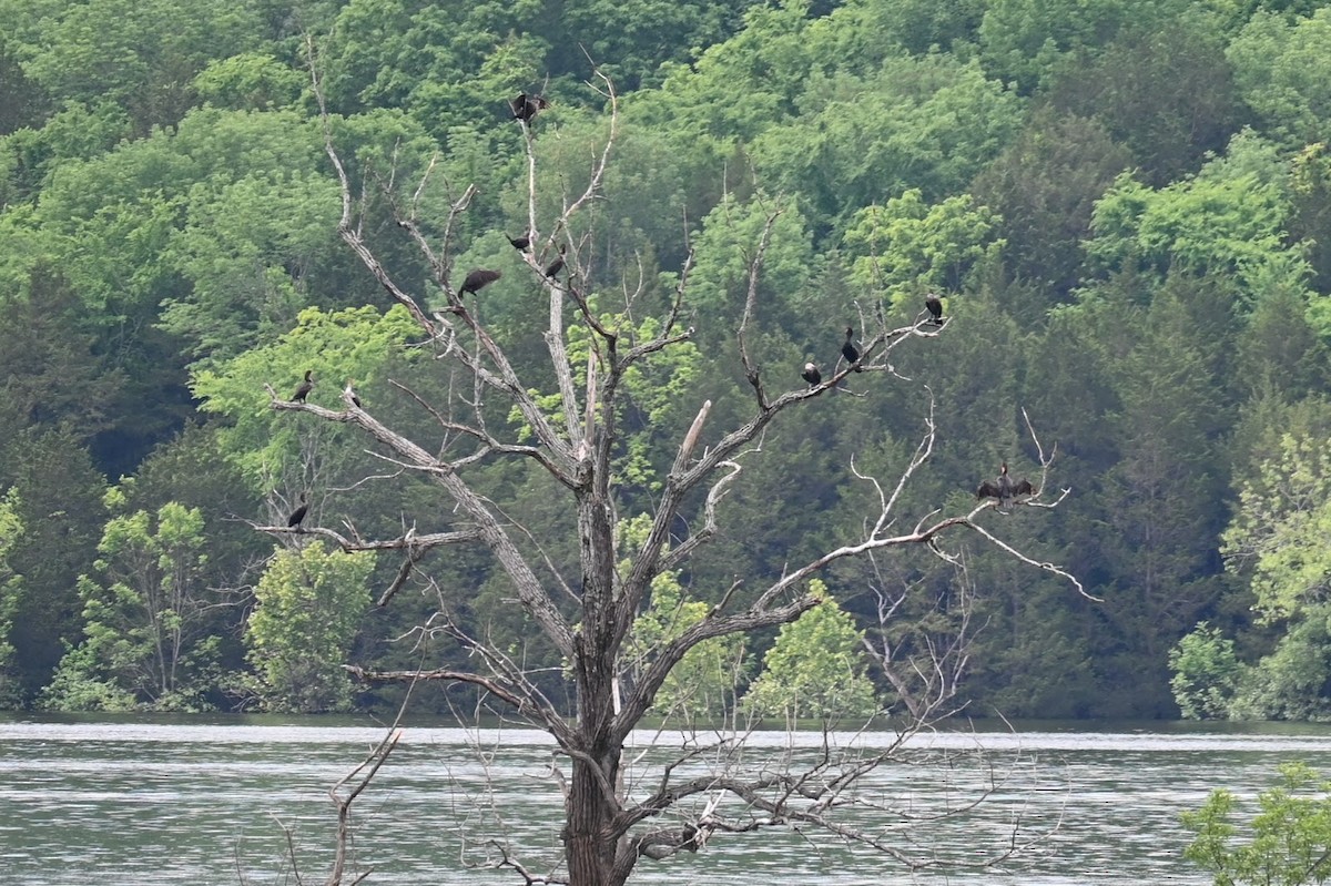 Double-crested Cormorant - ML619470166