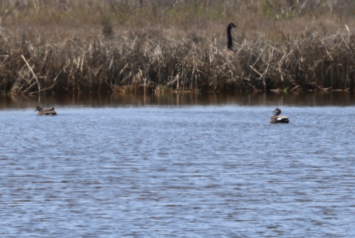 Canada Goose - burton balkind