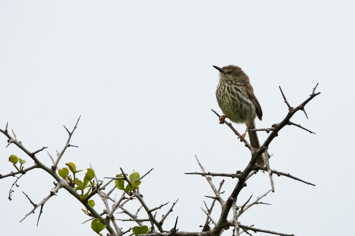 Karoo Prinia - Nick Leiby