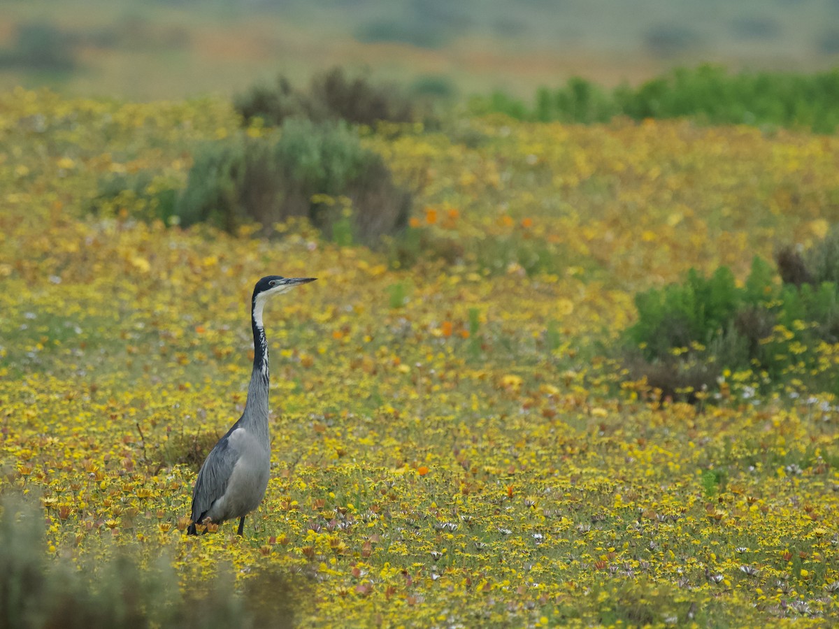 Black-headed Heron - ML619470172