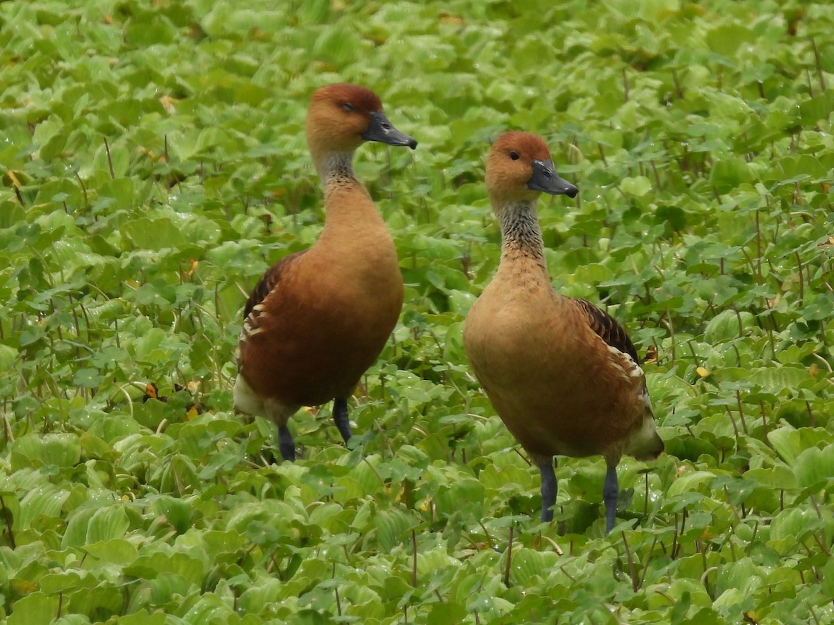Fulvous Whistling-Duck - Jayne L