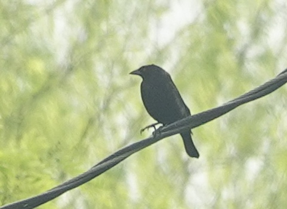 Bronzed Cowbird - Jamie Simmons